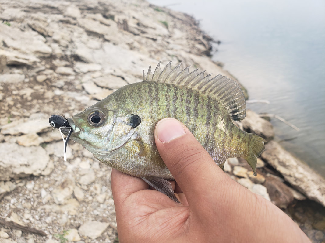 The How, What, When and Where of Fly Fishing for Bluegill